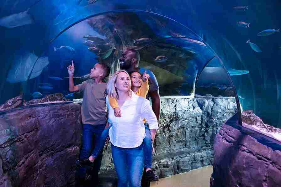 Family exploring an underwater tunnel at SEA LIFE London Aquarium, enjoying a calm and sensory-friendly environment ideal for neurodivergent children

